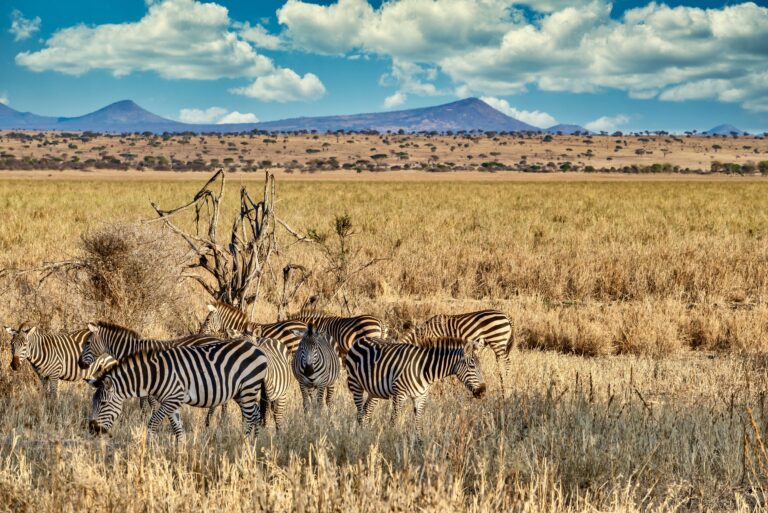 Kenya safari tours